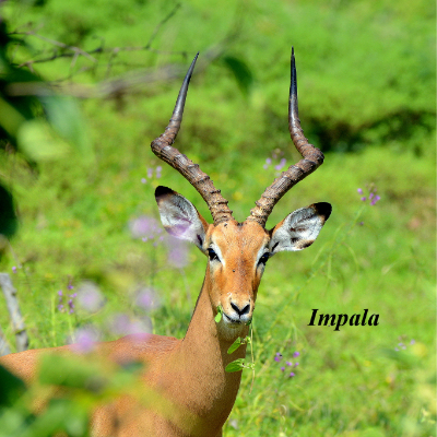 Impala